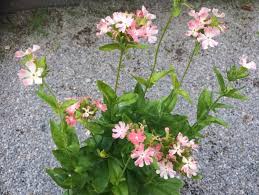 Image result for Lychnis chalcedonica `Dusky Salmon`