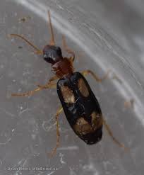 Attēlu rezultāti vaicājumam “Dromius quadrimaculatus”