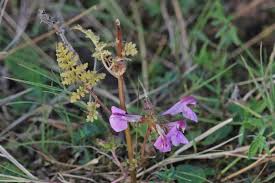 Attēlu rezultāti vaicājumam “Pedicularis palustris subsp. opsiantha”