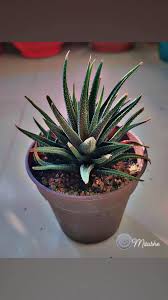 Image result for Haworthia mix