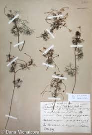 Attēlu rezultāti vaicājumam “Batrachium”