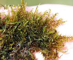 Attēlu rezultāti vaicājumam “Drepanocladus aduncus”