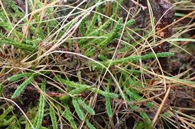 Attēlu rezultāti vaicājumam “Diphasium complanatum”