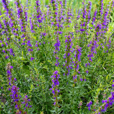 Attēlu rezultāti vaicājumam “Hyssopus officinalis flower”