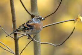 Attēlu rezultāti vaicājumam “Fringilla montifringilla male”