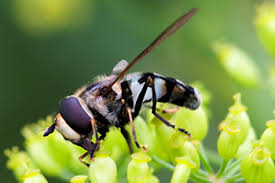 Attēlu rezultāti vaicājumam “Didea alneti”