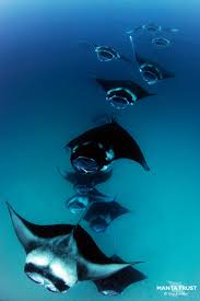 Image result for Mobula alfredi
