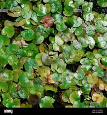 Attēlu rezultāti vaicājumam “Hydrocharis morsus-ranae bud”