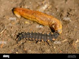 Attēlu rezultāti vaicājumam “Lampyris noctiluca”