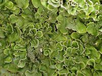 Attēlu rezultāti vaicājumam “Pleurosticta acetabulum”