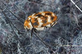 Attēlu rezultāti vaicājumam “Anthrenus verbasci”