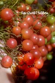 Afbeeldingsresultaat voor rose quartz tomato