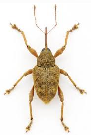 Attēlu rezultāti vaicājumam “Curculio venosus”