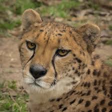 Afbeeldingsresultaat voor cheeta