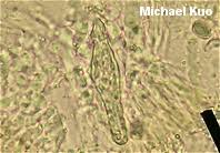 Attēlu rezultāti vaicājumam “Peniophora rufa”