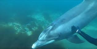 Image result for Dolphin Sub Aqua