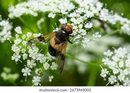 Attēlu rezultāti vaicājumam “Volucella pellucens”