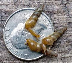 Attēlu rezultāti vaicājumam “Mucronella subtilis”