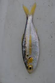 Image result for Dorosoma cepedianum