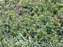 Attēlu rezultāti vaicājumam “Trifolium dubium fruit”