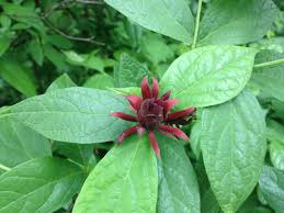 Attēlu rezultāti vaicājumam “Calycanthus floridus”