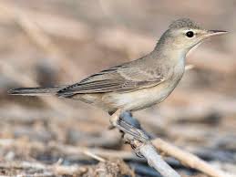 Attēlu rezultāti vaicājumam “Enteridium olivaceum”