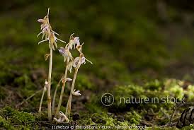 Attēlu rezultāti vaicājumam “Epipogium aphyllum”