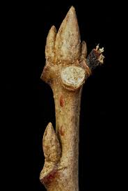 Attēlu rezultāti vaicājumam “Quercus rubra bud”