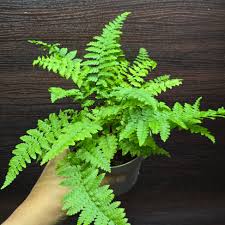 Attēlu rezultāti vaicājumam “Polystichum aculeatum”
