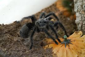 Znalezione obrazy dla zapytania Grammostola grossa