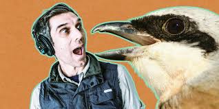 Attēlu rezultāti vaicājumam “Laniidae”