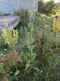 Image result for Dipsacus laciniatus
