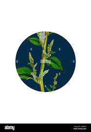 Attēlu rezultāti vaicājumam “Chenopodium polyspermum var. acutifolium flower”