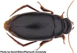 Attēlu rezultāti vaicājumam “Dytiscidae”