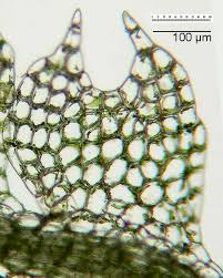 Attēlu rezultāti vaicājumam “Cephalozia catenulata”