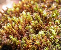 Attēlu rezultāti vaicājumam “Bryoerythrophyllum recurvirostrum”