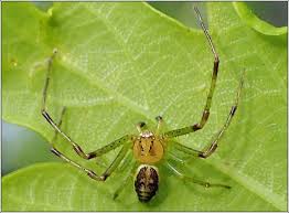 Attēlu rezultāti vaicājumam “Diaea dorsata”