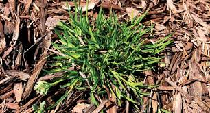 Attēlu rezultāti vaicājumam “Poa annua”