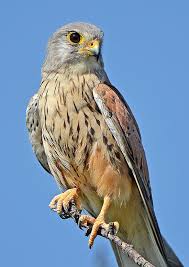 Attēlu rezultāti vaicājumam “Falco tinnunculus”