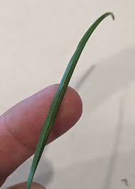 Attēlu rezultāti vaicājumam “Poa trivialis leaf”