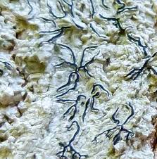 Attēlu rezultāti vaicājumam “Hemitrichia calyculata stalked”