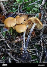 Attēlu rezultāti vaicājumam “Galerina marginata”