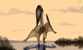 Attēlu rezultāti vaicājumam “Lycogala convexum macro”