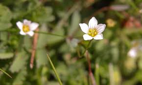 Attēlu rezultāti vaicājumam “Linum catharticum flower”