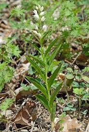 Attēlu rezultāti vaicājumam “Cephalanthera longifolia”