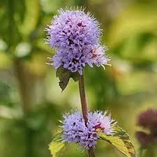 Attēlu rezultāti vaicājumam “Mentha aquatica”