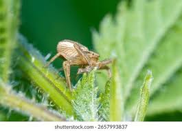 Attēlu rezultāti vaicājumam “Xysticus ulmi”