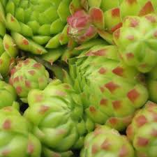 Attēlu rezultāti vaicājumam “Jovibarba globifera leaf”