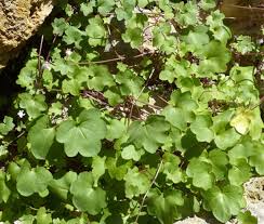 Attēlu rezultāti vaicājumam “Cymbalaria muralis”