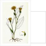 Attēlu rezultāti vaicājumam “Hieracium vulgatum”